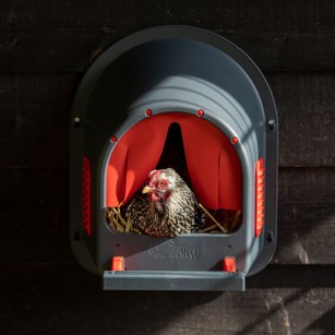 Pondoir MyCosyNest Vert - Confort pour vos Poules | Eggceterra