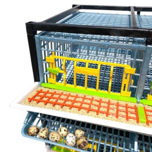 Cage 2 étages pour cailles pondeuses Jumbo | Eggceterra