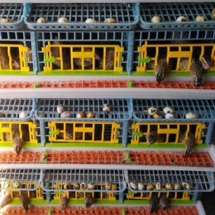 Cage 4 Étages Caille Pondeuse Jumbo | Eggceterra