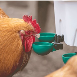 Abreuvoir Automatique Aviaqua 8 litres + 3 tasses à bascule