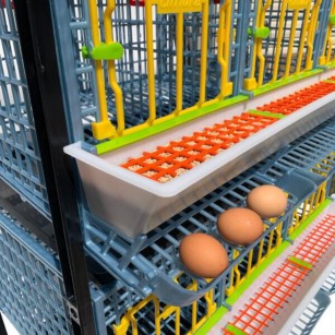 Cage 2 étages pour poules pondeuses - Eggceterra