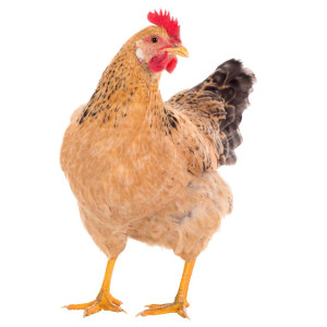Mangeoires poules