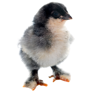 Mangeoires poussins
