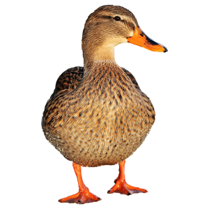 Mangeoires canards